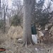 Hanke's Hunts Kansas Game Camera Photo