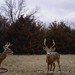 Hanke's Hunts Kansas Game Camera Photo