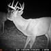 Hanke's Hunts Kansas Game Camera Photo