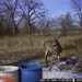 Hanke's Hunts Kansas Game Camera Photo