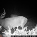Hanke's Hunts Kansas Game Camera Photo