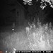 Hanke's Hunts Kansas Game Camera Photo