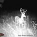Hanke's Hunts Kansas Game Camera Photo