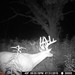 Hanke's Hunts Kansas Game Camera Photo