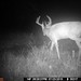 Hanke's Hunts Kansas Game Camera Photo