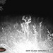 Hanke's Hunts Kansas Game Camera Photo