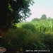 Hanke's Hunts Kansas Game Camera Photo