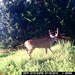 Hanke's Hunts Kansas Game Camera Photo