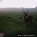 Hanke's Hunts Kansas Game Camera Photo