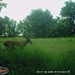 Hanke's Hunts Kansas Game Camera Photo