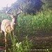 Hanke's Hunts Kansas Game Camera Photo