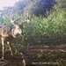 Hanke's Hunts Kansas Game Camera Photo