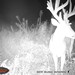 Hanke's Hunts Kansas Game Camera Photo