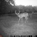 Hanke's Hunts Kansas Game Camera Photo