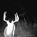 Hanke's Hunts Kansas Game Camera Photo