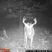Hanke's Hunts Kansas Game Camera Photo