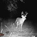Hanke's Hunts Kansas Game Camera Photo
