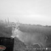 Hanke's Hunts Kansas Game Camera Photo