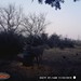 Hanke's Hunts Kansas Game Camera Photo