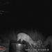Hanke's Hunts Kansas Game Camera Photo
