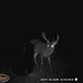 Hanke's Hunts Kansas Game Camera Photo