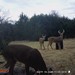 Hanke's Hunts Kansas Game Camera Photo