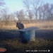 Hanke's Hunts Kansas Game Camera Photo