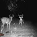 Hanke's Hunts Kansas Game Camera Photo