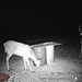 Hanke's Hunts Kansas Game Camera Photo