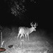 Hanke's Hunts Kansas Game Camera Photo