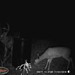 Hanke's Hunts Kansas Game Camera Photo