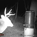 Hanke's Hunts Kansas Game Camera Photo