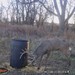 Hanke's Hunts Kansas Game Camera Photo