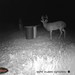 Hanke's Hunts Kansas Game Camera Photo
