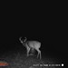 Hanke's Hunts Kansas Game Camera Photo