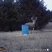 Hanke's Hunts Kansas Game Camera Photo