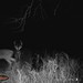 Hanke's Hunts Kansas Game Camera Photo