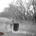 Hanke's Hunts Kansas Game Camera Photo