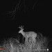 Hanke's Hunts Kansas Game Camera Photo