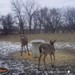 Hanke's Hunts Kansas Game Camera Photo