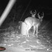 Hanke's Hunts Kansas Game Camera Photo