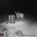 Hanke's Hunts Kansas Game Camera Photo