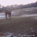 Hanke's Hunts Kansas Game Camera Photo