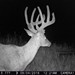 Hanke's Hunts Kansas Game Camera Photo