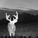 Hanke's Hunts Kansas Game Camera Photo