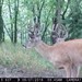 Hanke's Hunts Kansas Game Camera Photo