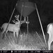 Hanke's Hunts Kansas Game Camera Photo