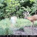 Hanke's Hunts Kansas Game Camera Photo