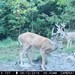 Hanke's Hunts Kansas Game Camera Photo