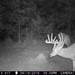 Hanke's Hunts Kansas Game Camera Photo